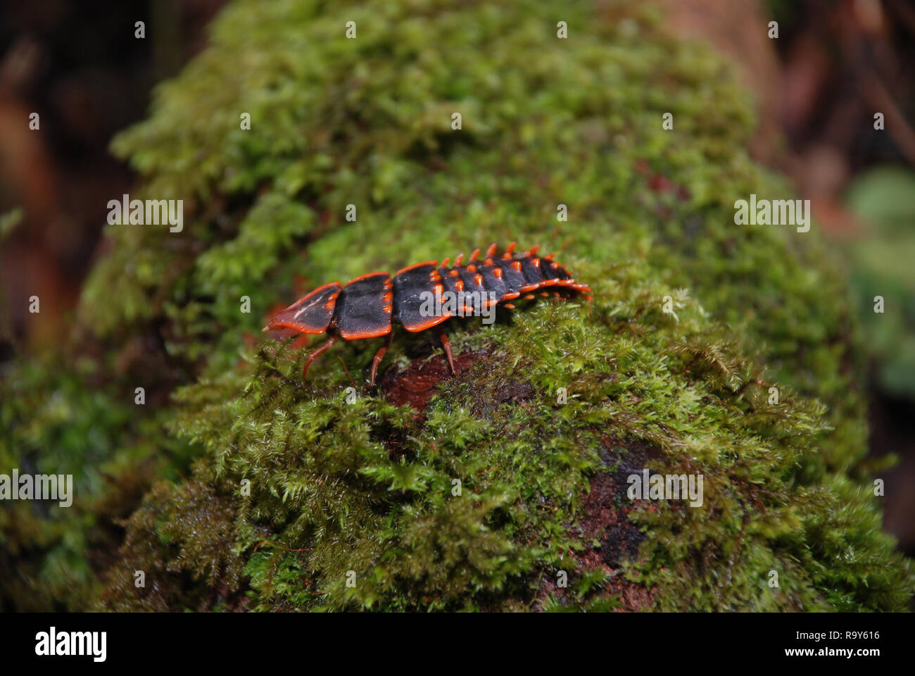 Trilobite Beetle Larva, mostly found within the rainforest of Borneo especially at the Mount Kinabalu Stock Photo