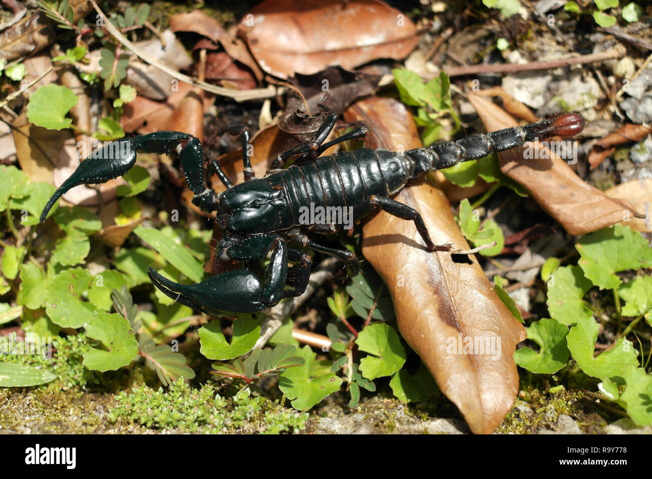 Giant forest scorpion is also known as Giant Blue Scorpion or Malaysia Black scorpion (Heterometrus spinifer) Stock Photo