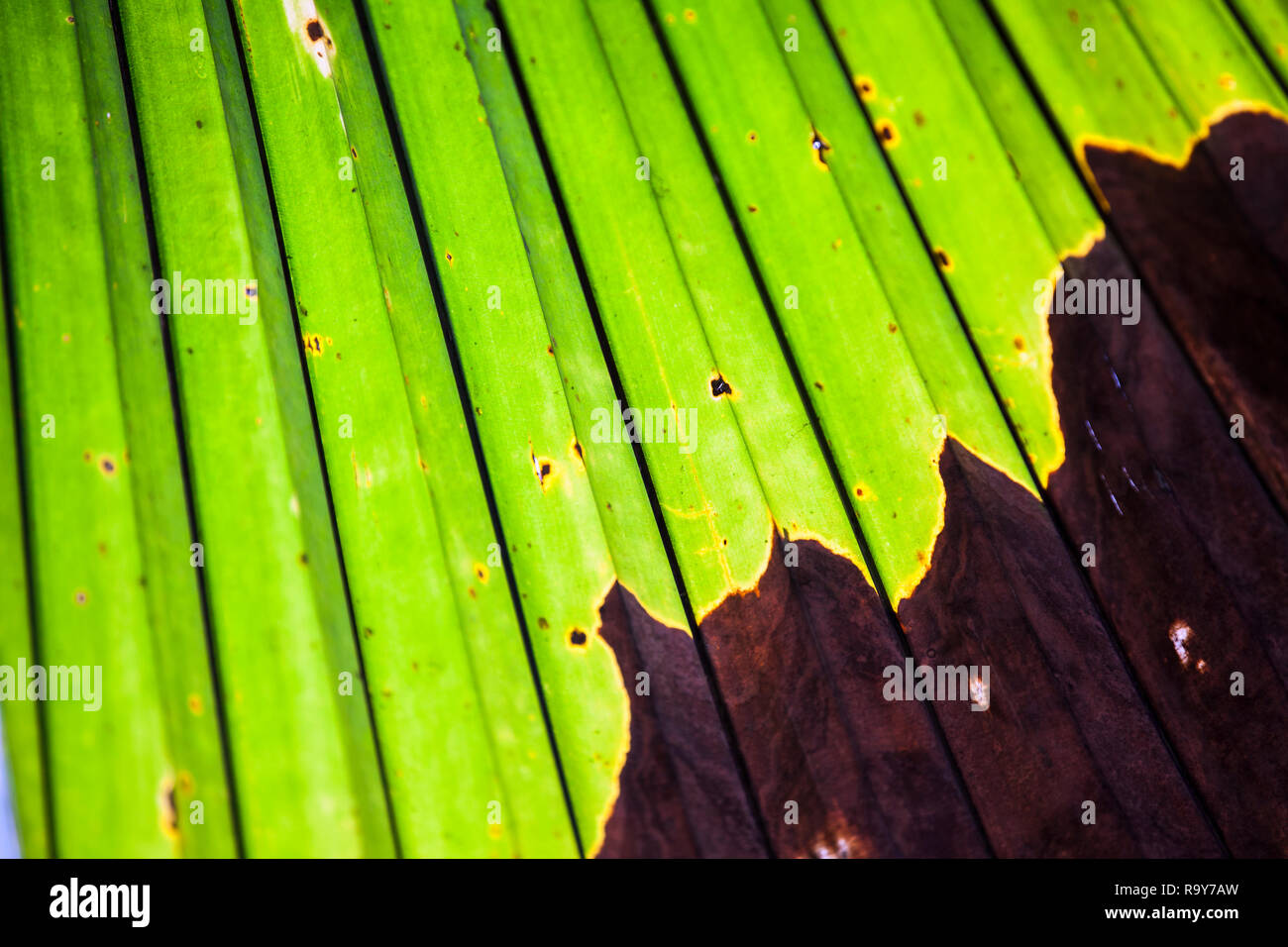 plant disease on a Palm leaves the naturally occurring,Textures and backgrounds. Stock Photo