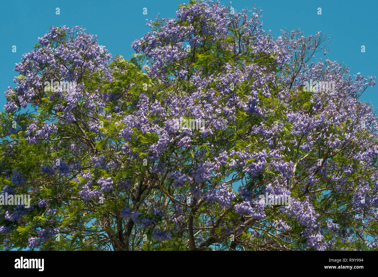Purple jacaranda flowering tree hires stock photography and images Alamy