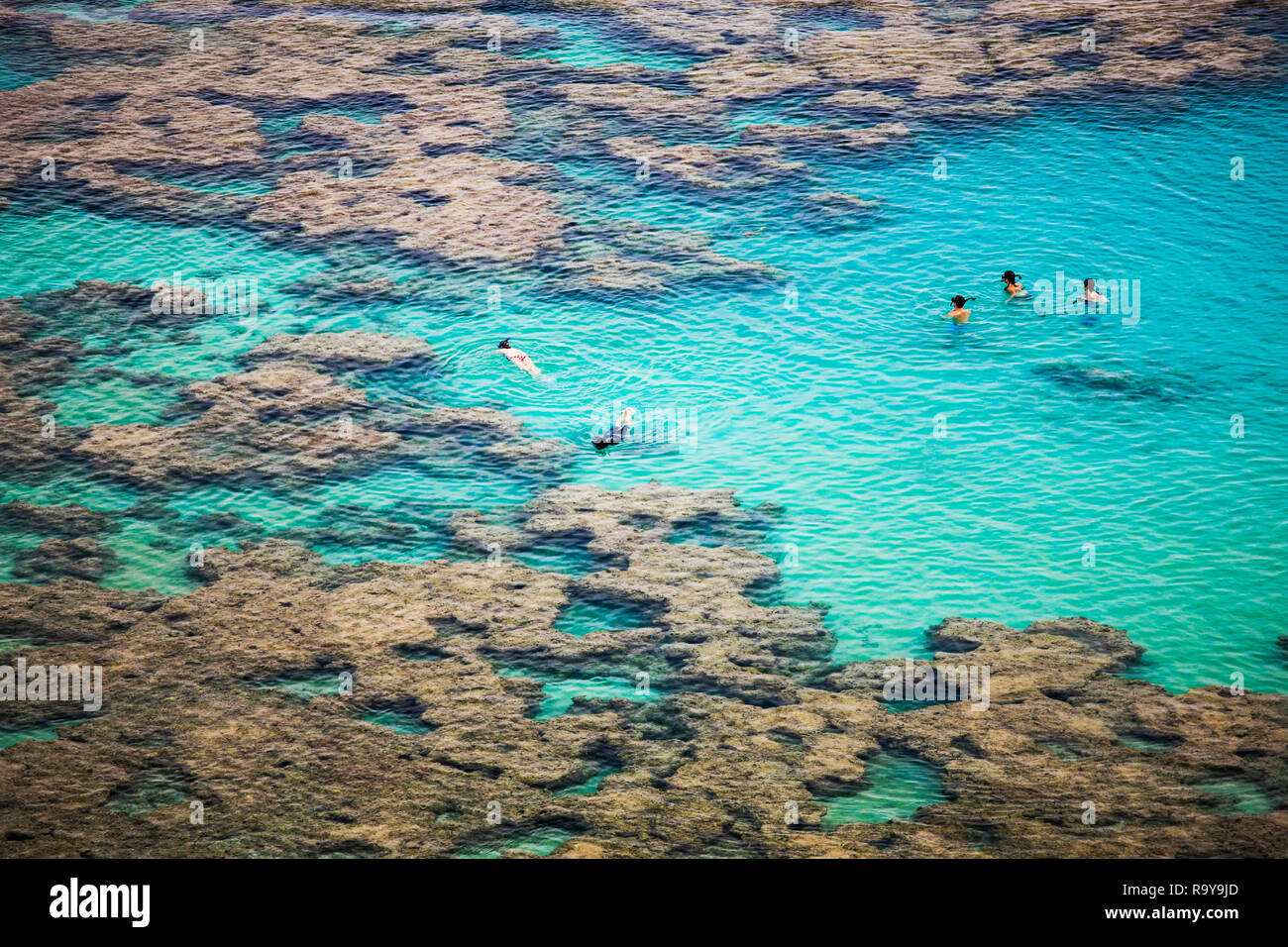 Snorkelling among coral reef in Hanauma Bay, Oahu, Hawaii Stock Photo