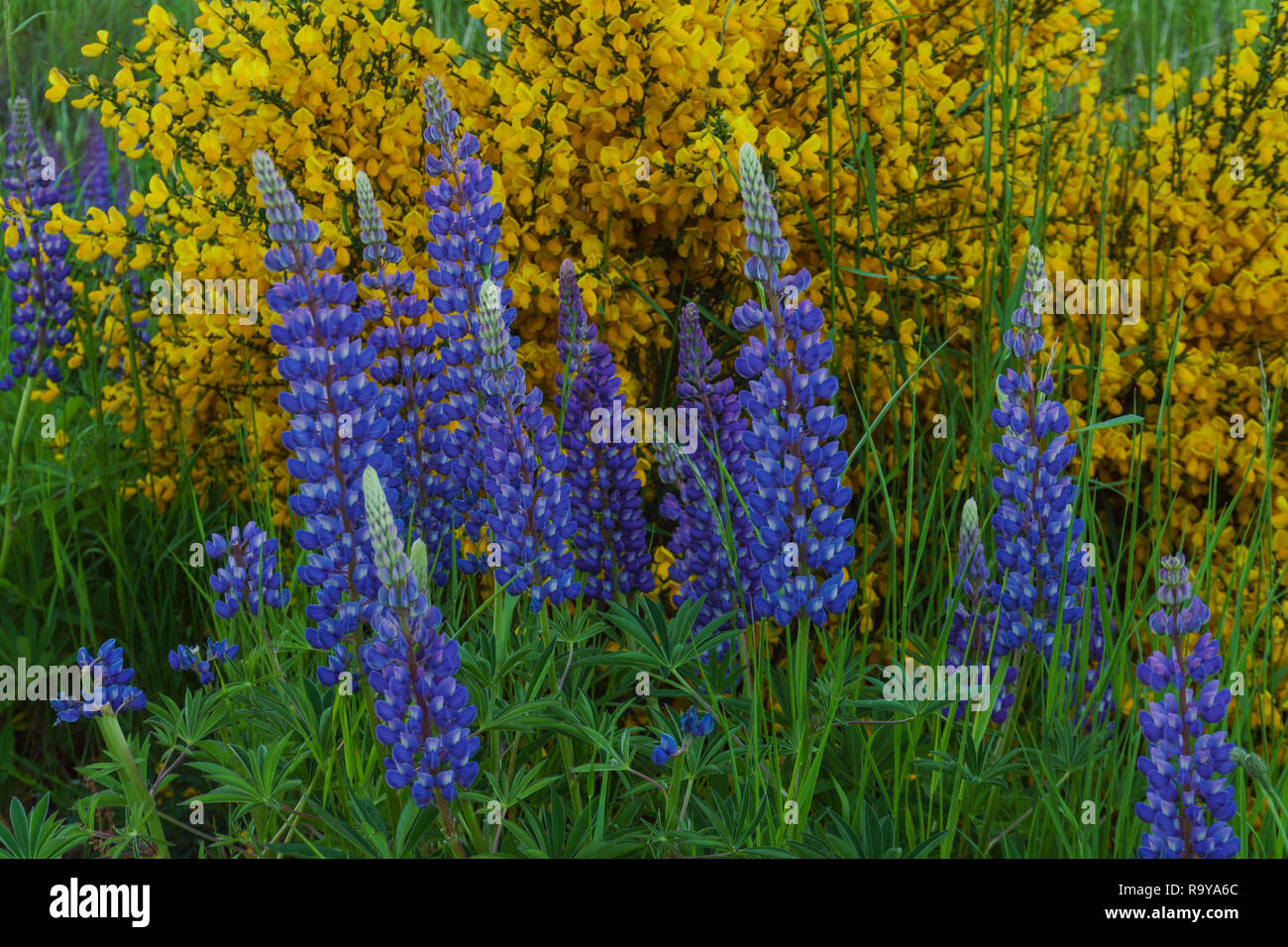 Spring Season in Patagonia, Argentina Stock Photo