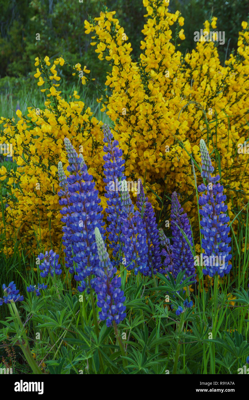 Spring Season in Patagonia, Argentina Stock Photo