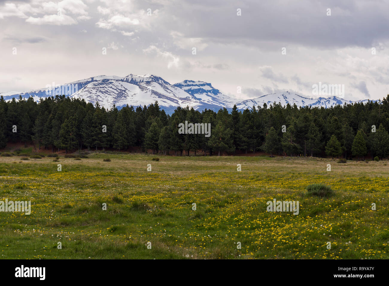 Scenic View of a Field of Dandelions against snow-capped mountains during Spring Season in Patagonia, Argentina Stock Photo