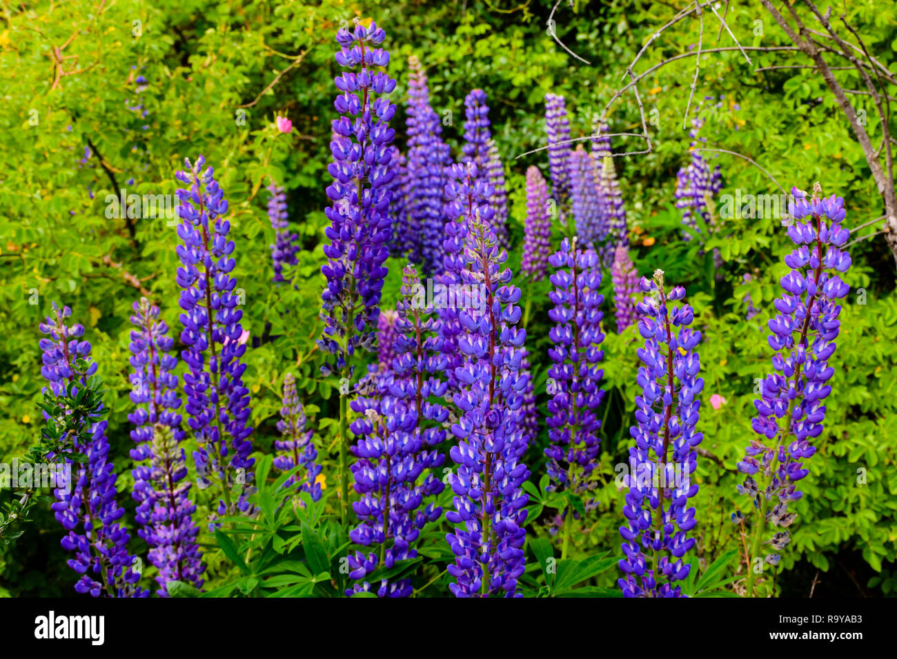 Spring Season in Patagonia, Argentina Stock Photo