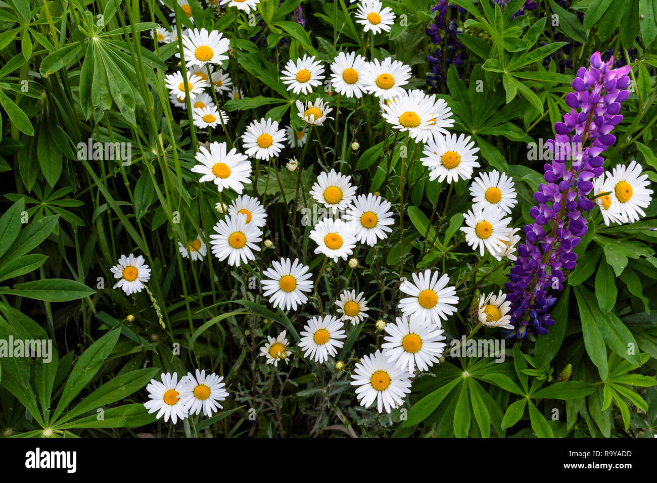 Spring Season in Patagonia, Argentina Stock Photo