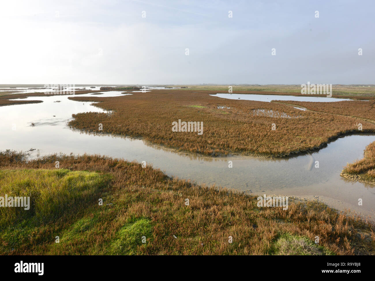 Rye Harbour nature reserve, East Sussex, UK Stock Photo