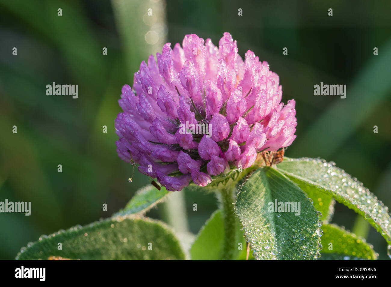 Red Clover enjoys summer Shower with rain drops on beautiful day Stock Photo