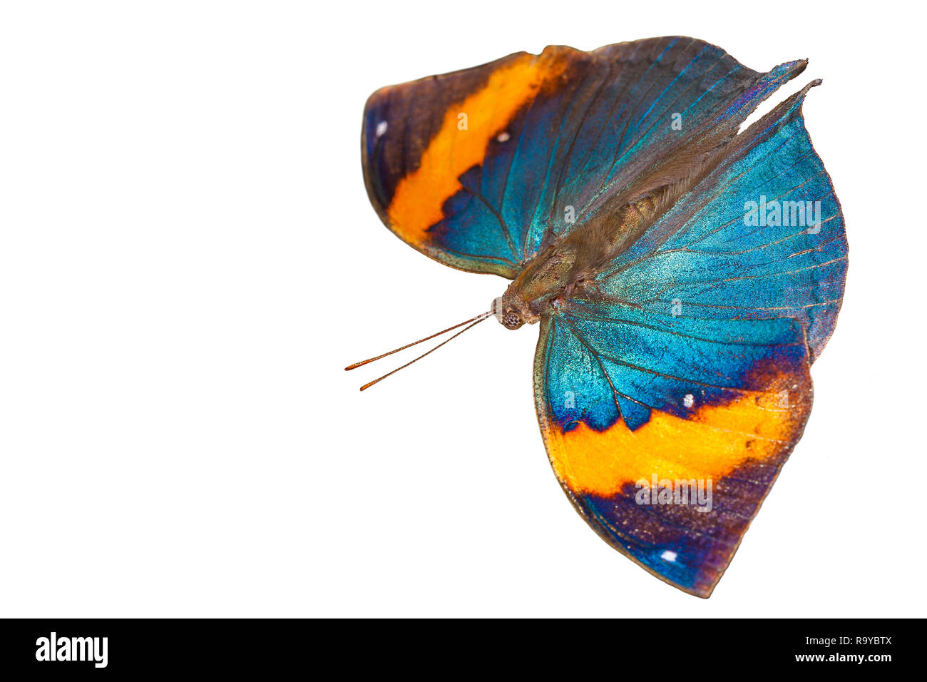 Colorful butterfly isolated on white background Stock Photo - Alamy