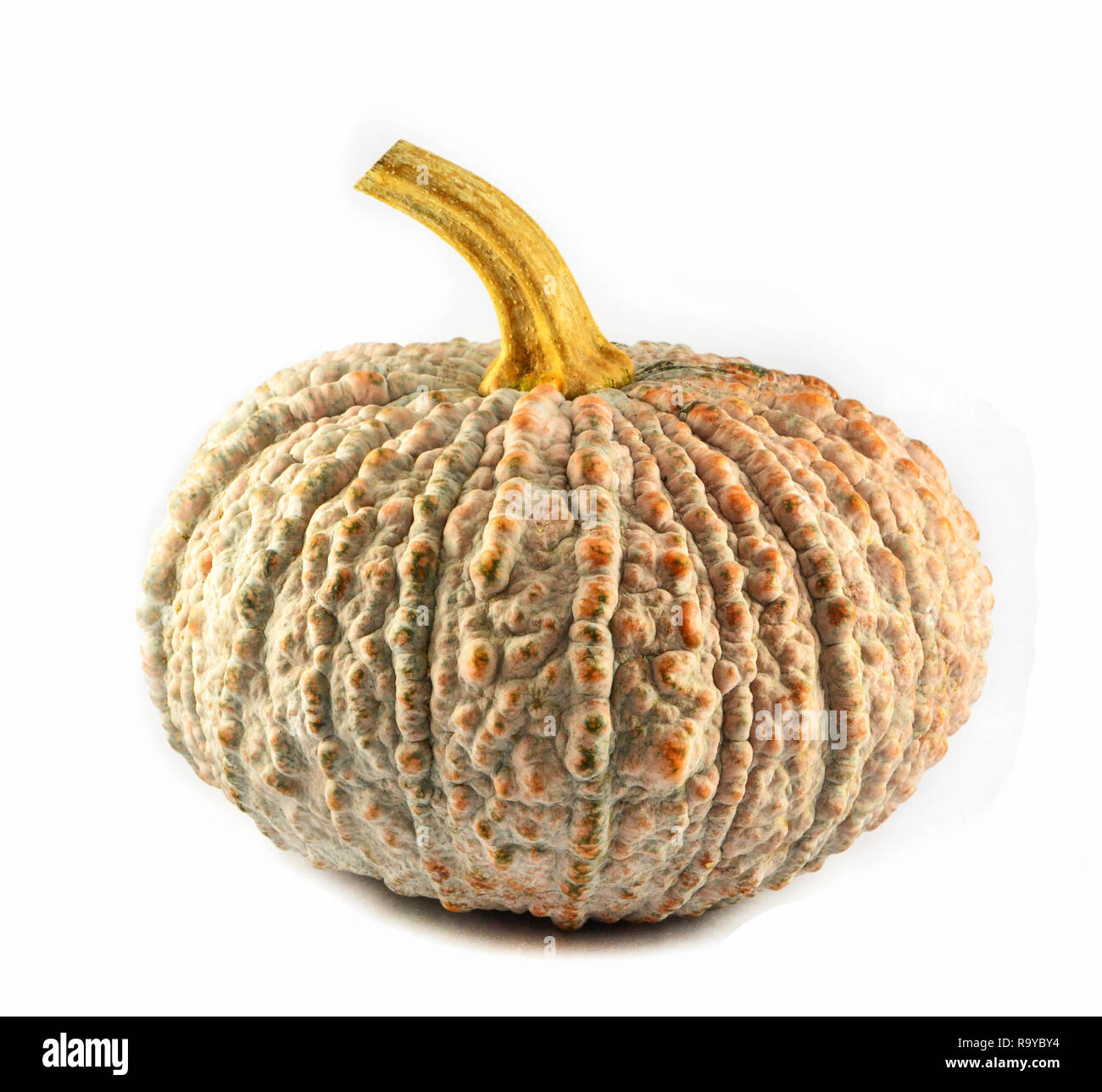 Pumpkin isolated / green thai pumpkin on white background Stock Photo ...