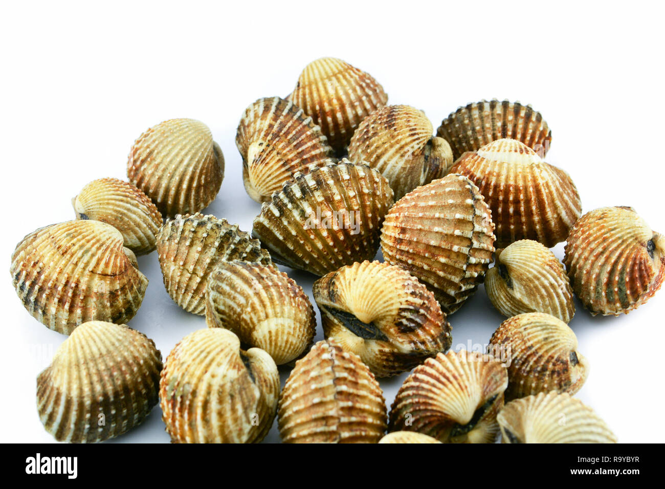 cockles isolated on white background / fresh raw blood cockle seafood Stock Photo Alamy