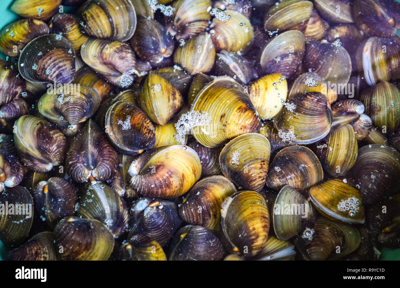 Shellfish such as clams / Freshwater shell bivalve Stock Photo Alamy