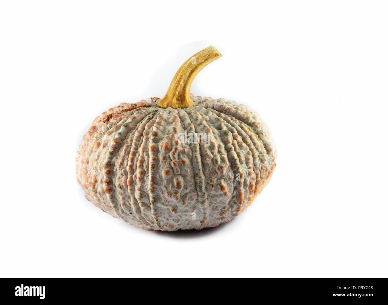 Pumpkin isolated / green thai pumpkin on white background Stock Photo ...