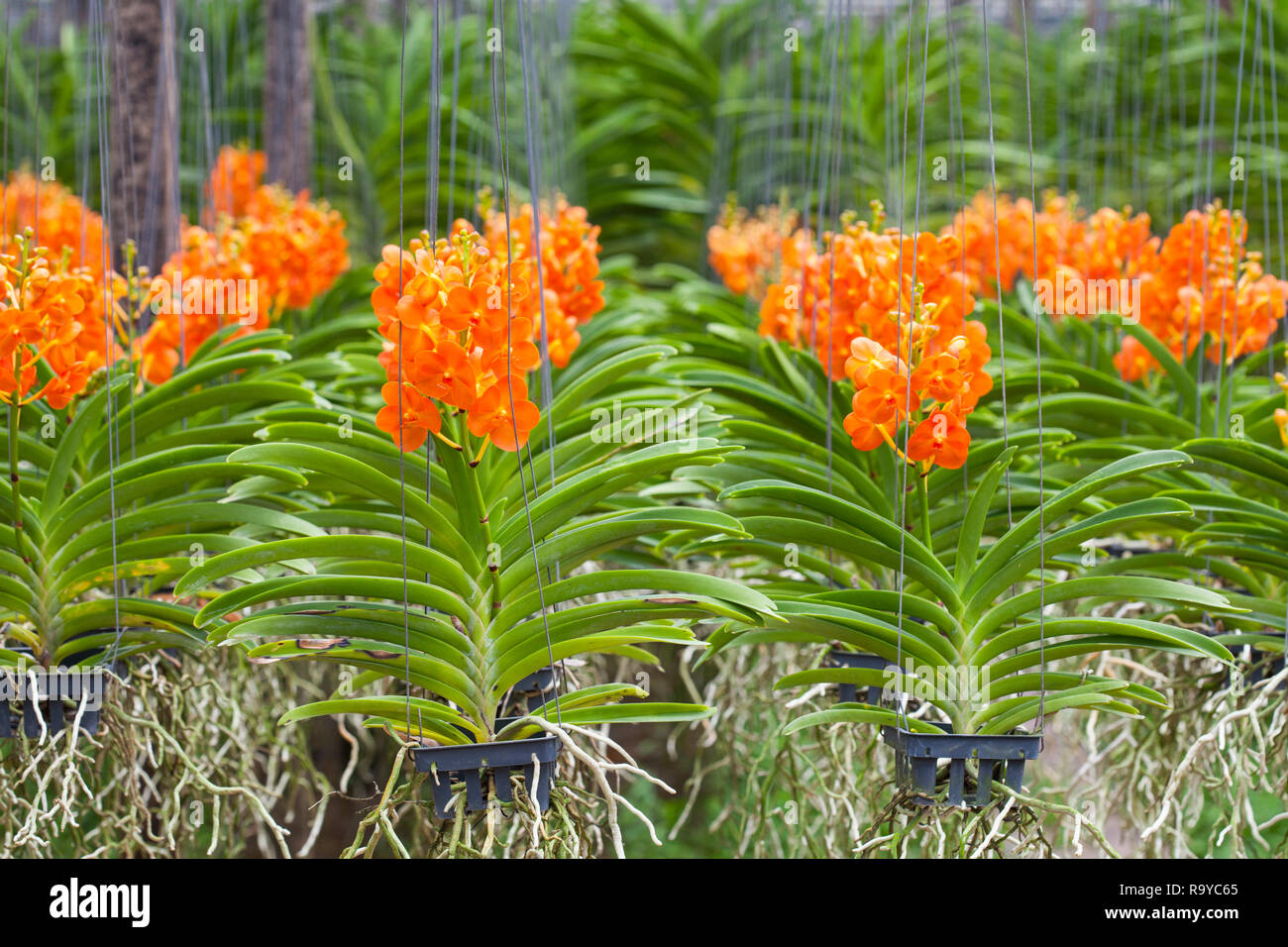 Vanda Orchid flower in tropical garden. Floral background.Selective focus.Orange flowers Stock Photo