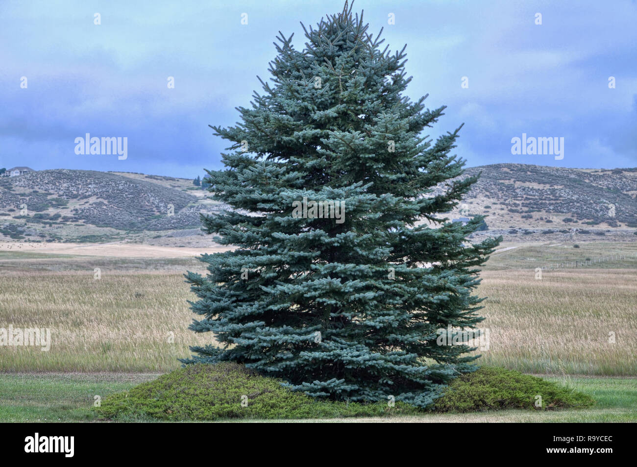 An individual evergreen Blue Spruce grows on the edge of a high elevation grassland near the foothills of the Colorado Rocky Mountains. Stock Photo