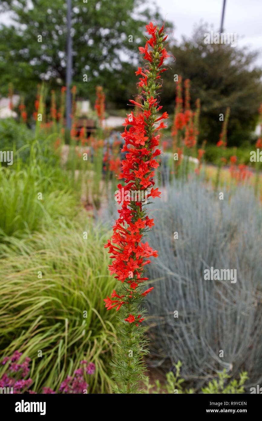 A Scarlet Gilia flower stalk showing the array of red trumpet shaped flowers. Stock Photo