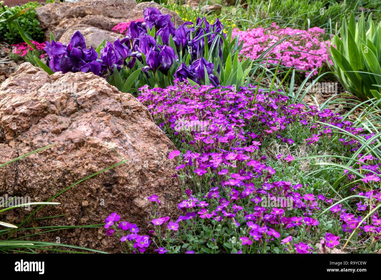 Rock garden groundcover flowers in blossom in late spring. Stock Photo