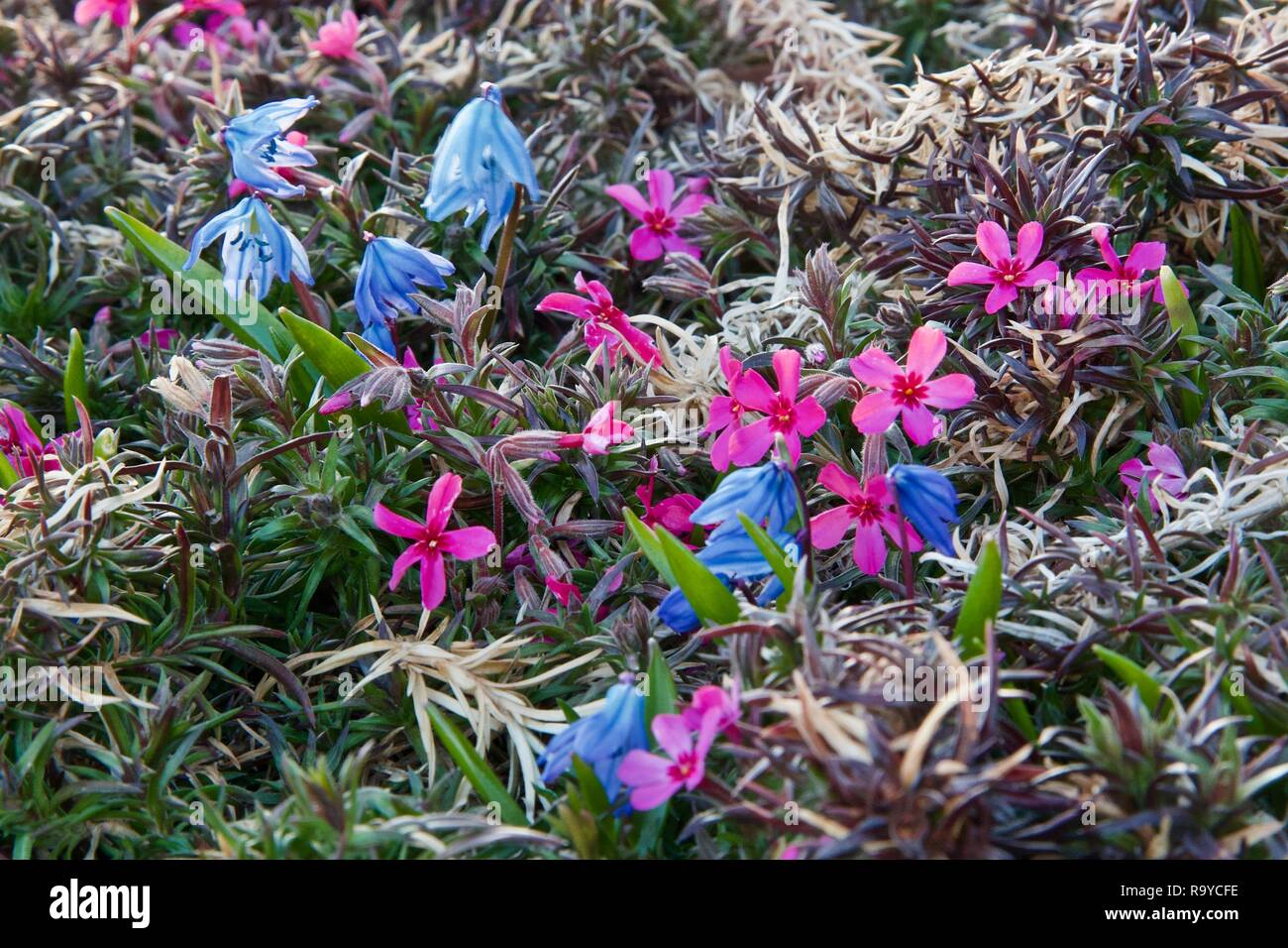 Close-up of Siberian Squill mingling with the old and new leaves and the new flowers of Creeping Phlox Stock Photo