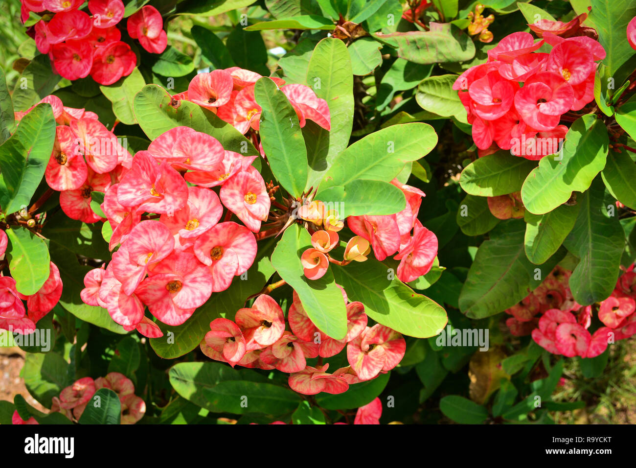 Euphorbia milli / Red crown of Thorns flower in summer garden or Christ Thorn flower Stock Photo