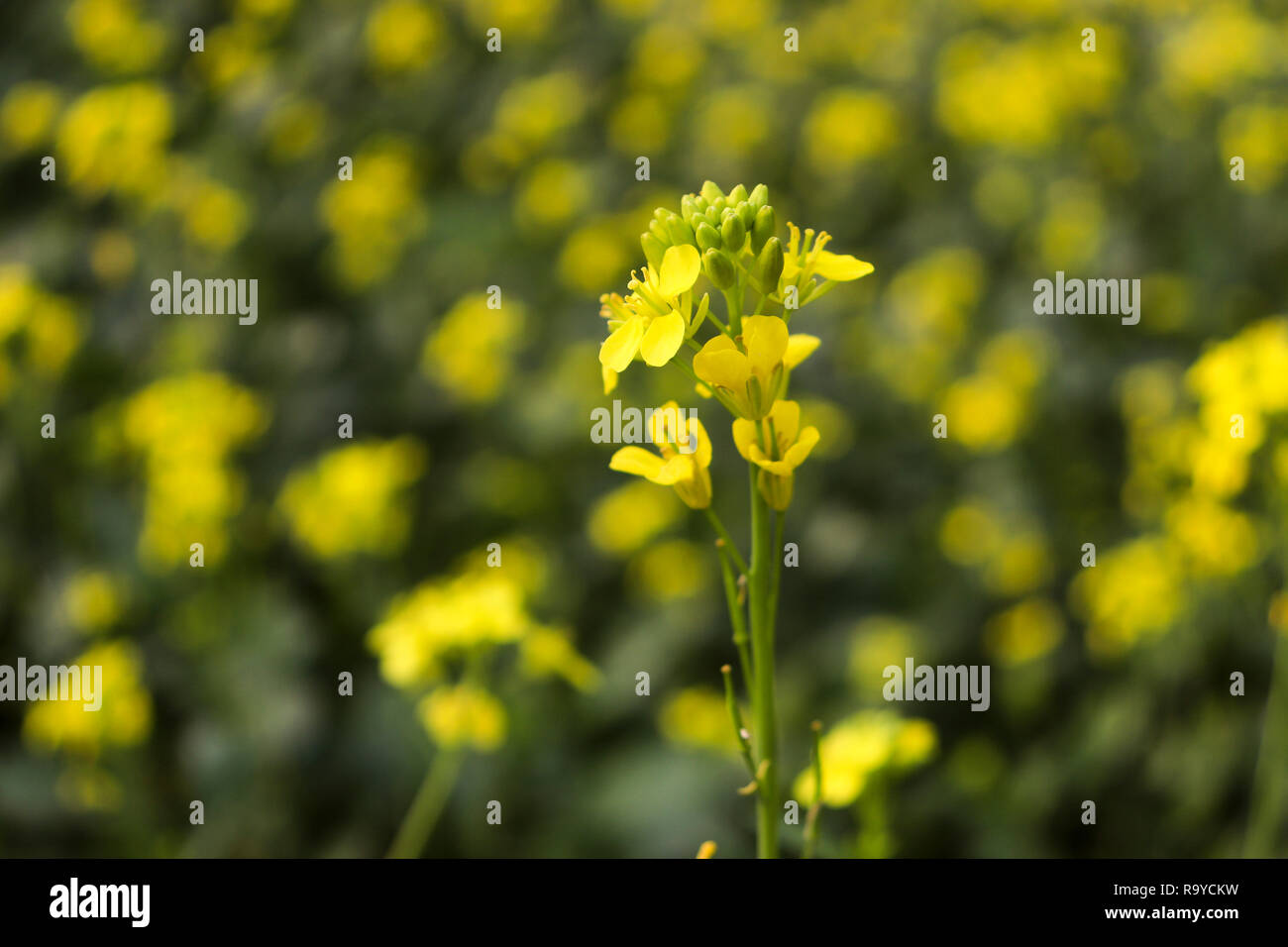 Most Beautiful Mustard Flower in Bangladesh Stock Photo