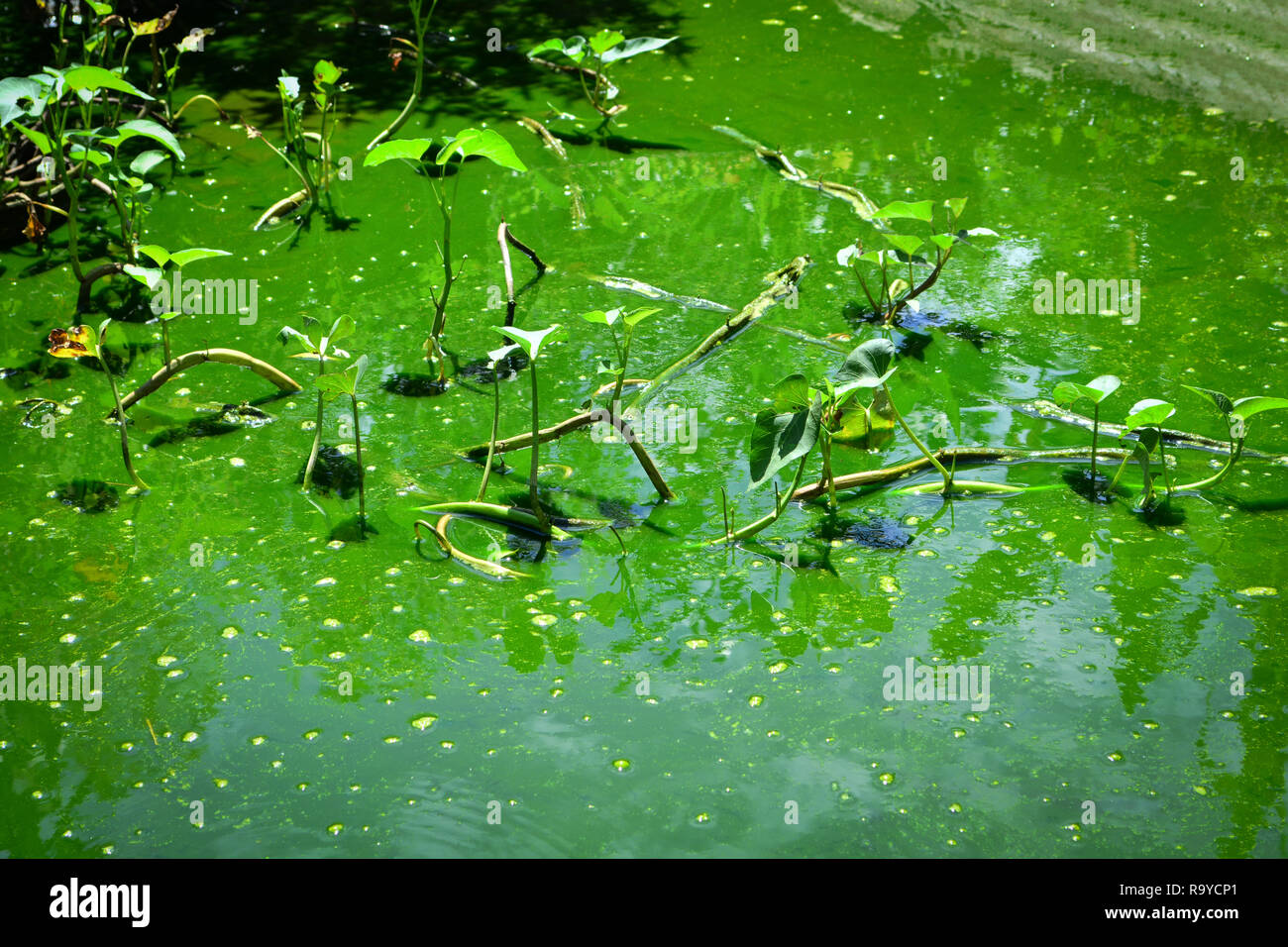 Green water rotten with plants in rotten water algae on surface and