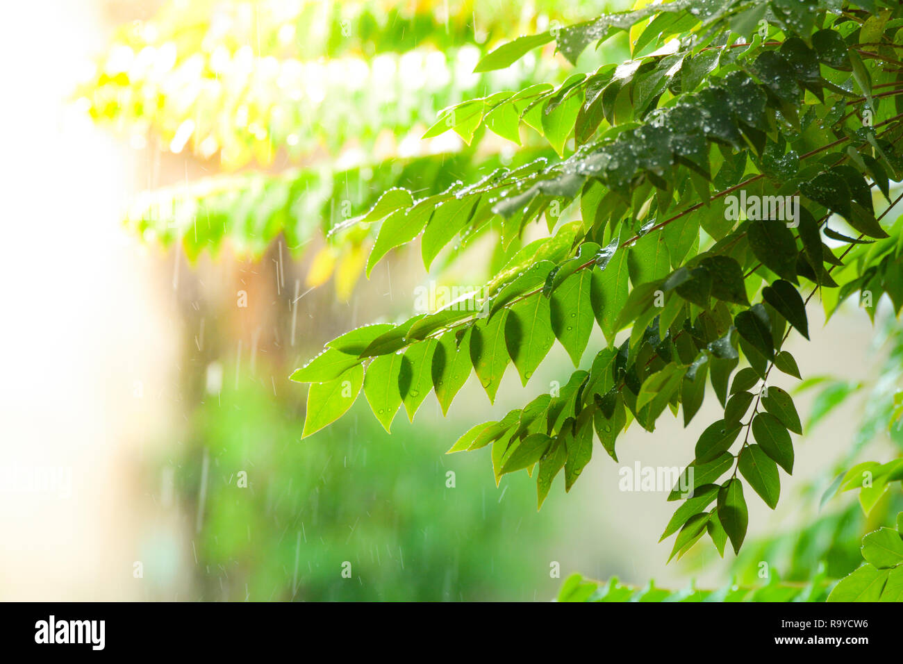 Tree With Raining Leaves raining nature / green leaf with rain falls drops background - Leaves ...