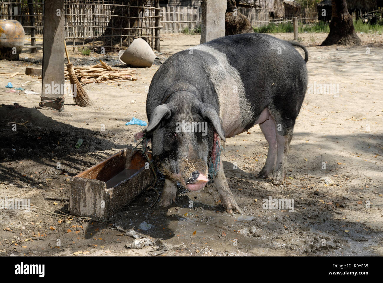 pig in fishing village in the valley near KYAIKHTIYO Stock Photo