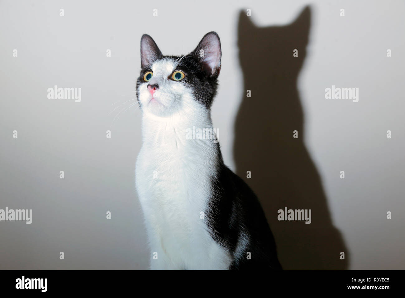 A Black & White cat that looks to be hypnotised and frozen on the spot. Stock Photo