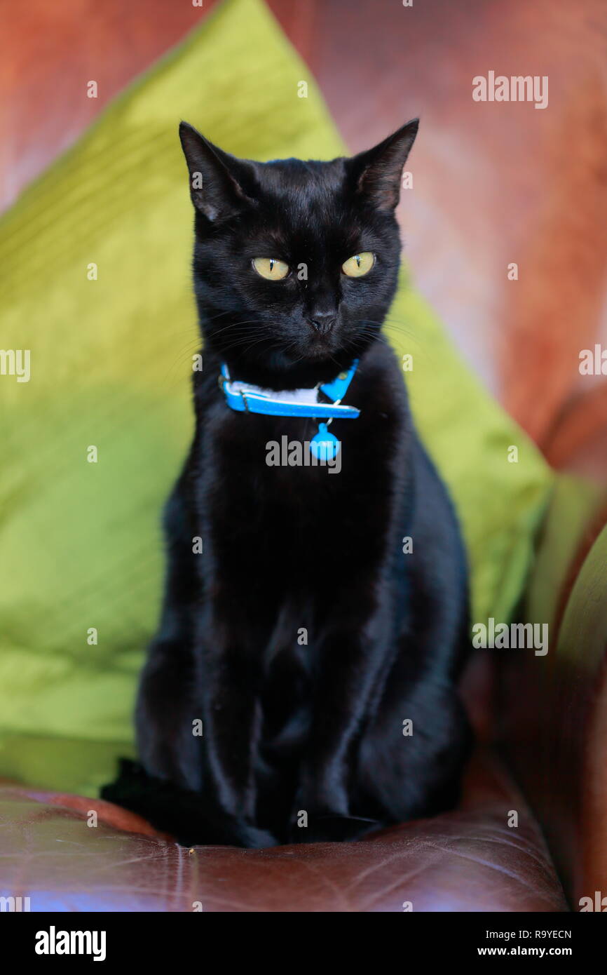 A domestic Black Cat with Blue Collar Stock Photo