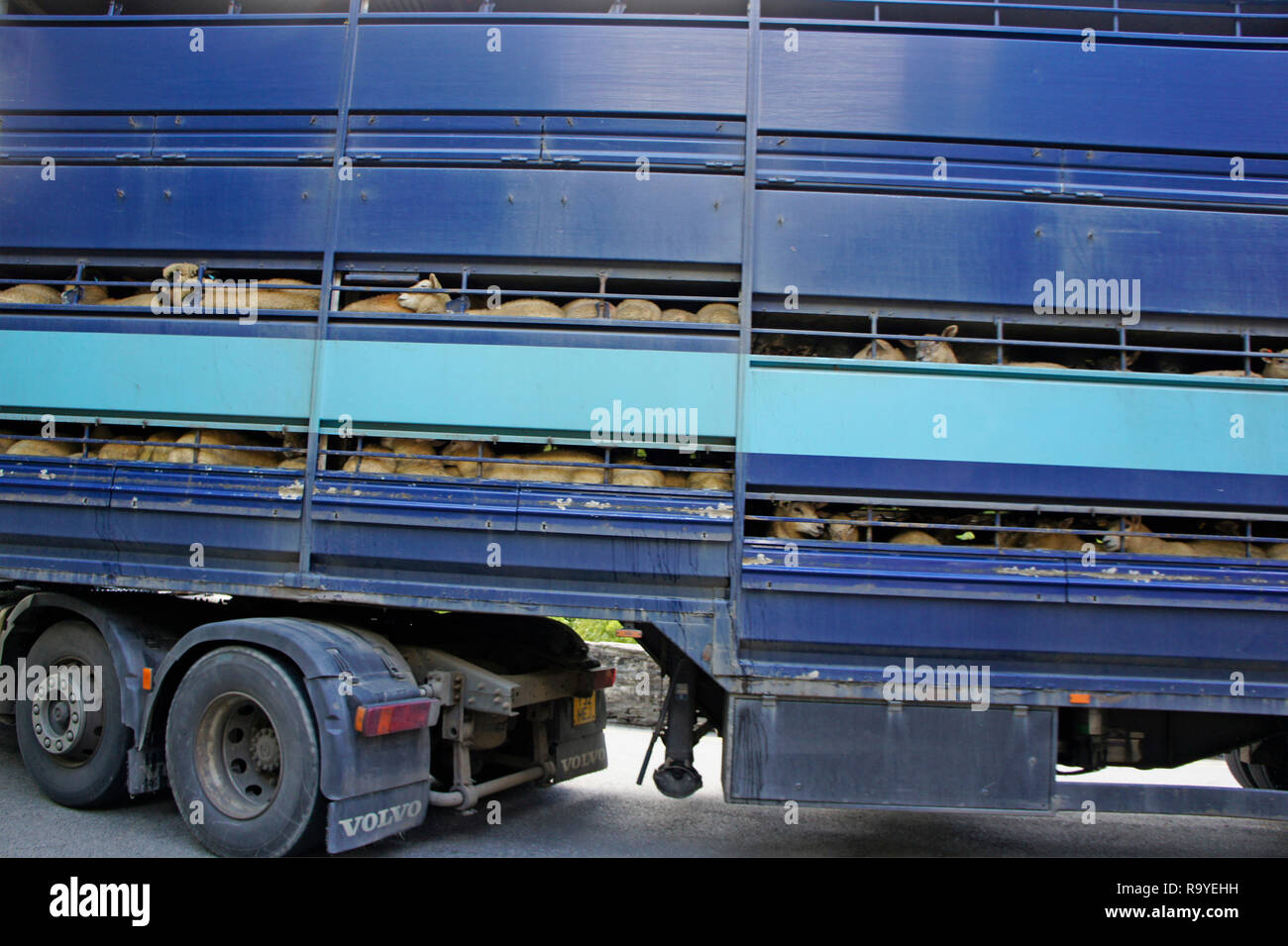 Lorry load of sheep transported for market or live export  in Wales UK Stock Photo