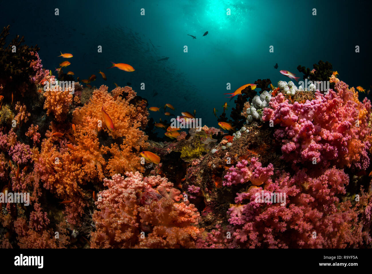 Maldives reef scenery Stock Photo
