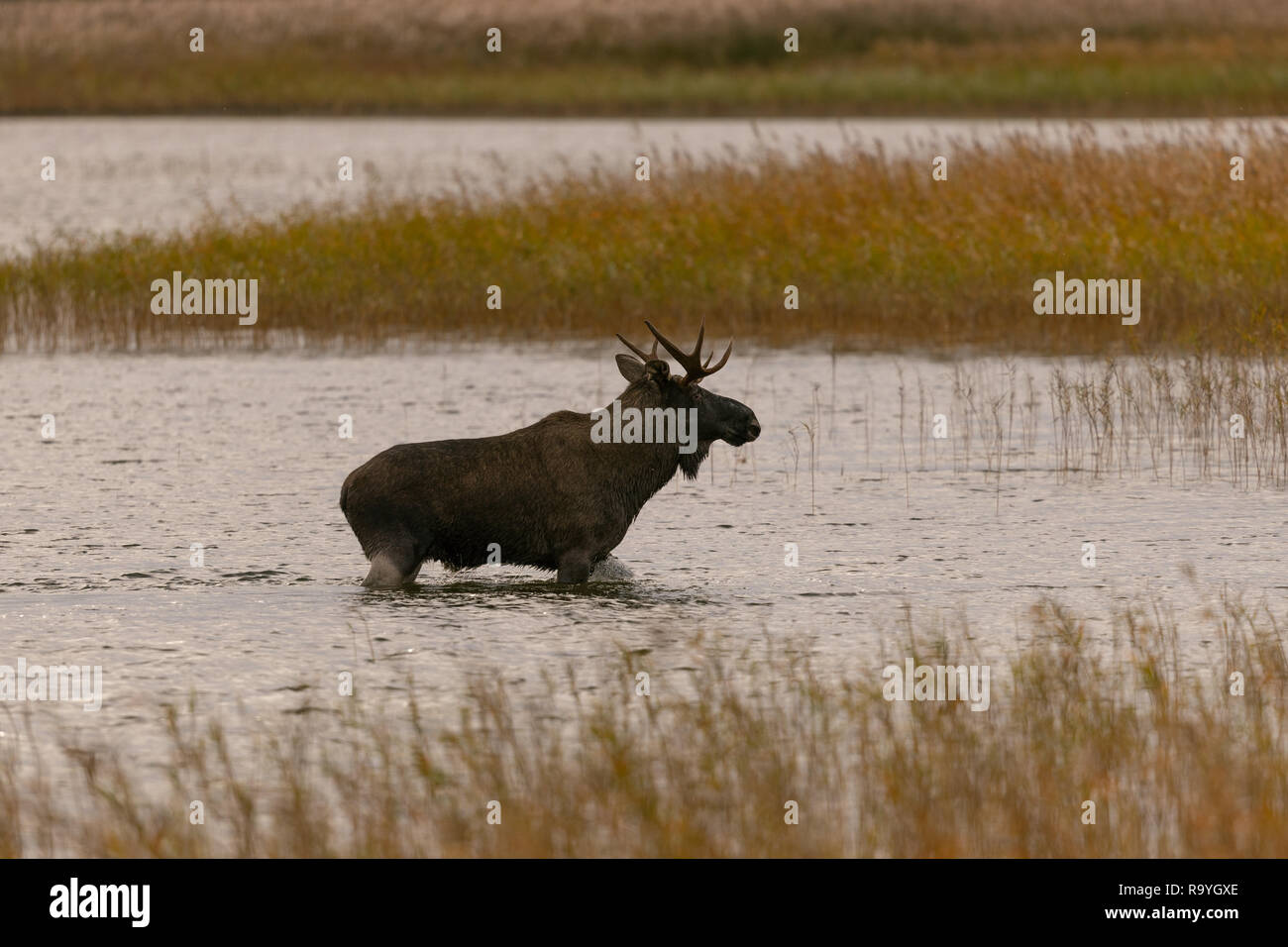 A bull moose wading in knee deep water Stock Photo