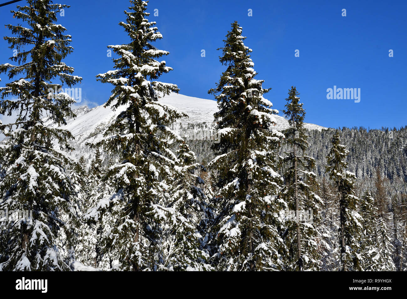 frozen and snowy landscape in winter Stock Photo