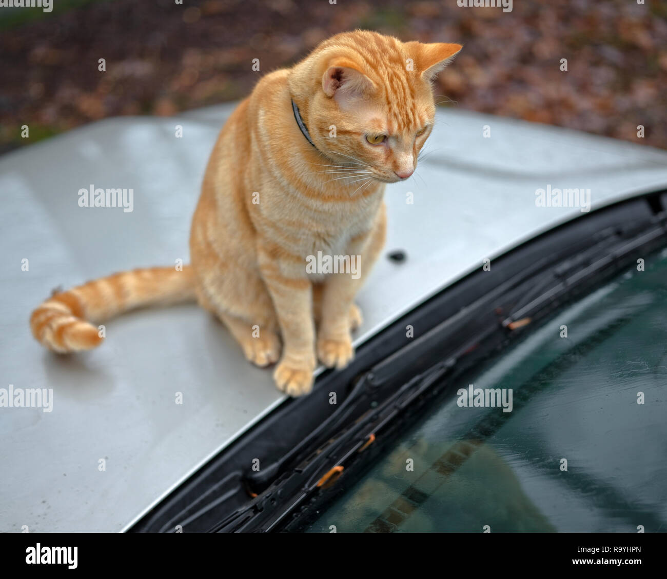 Orange Cat on Automobile hood near windshield. Kitten on SUV, Car Stock Photo