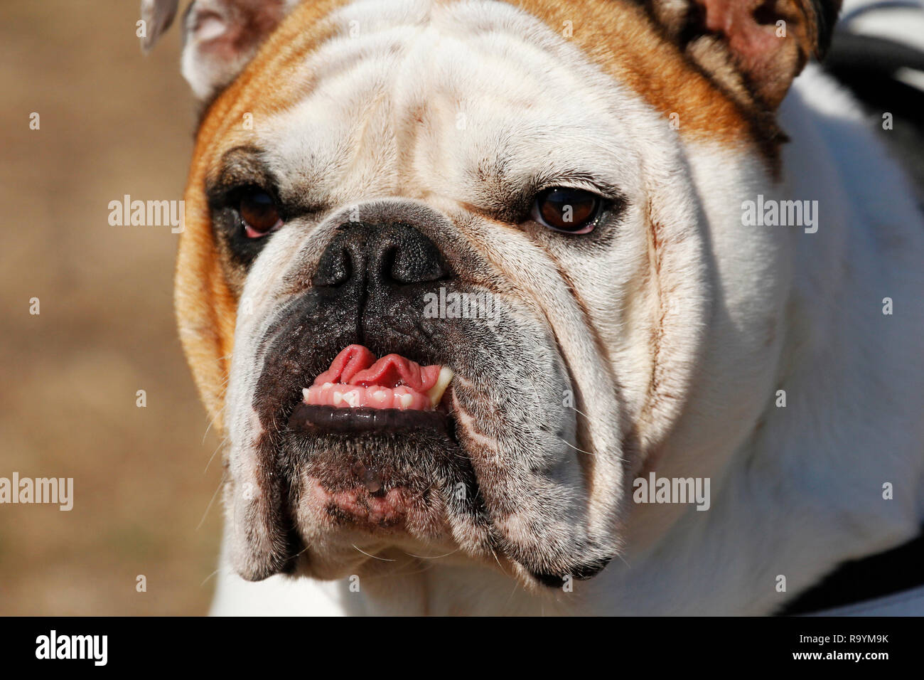 A British bulldog showing its characteristic pushed-in nose face. Stock Photo