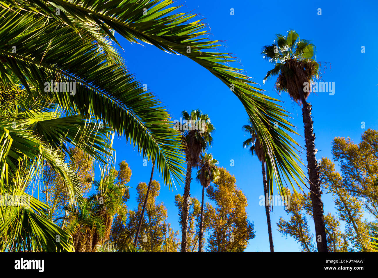 Tall palm trees at Ribalta Park in Castellon de la Plana, Spain Stock Photo