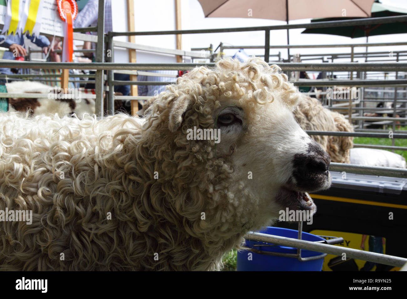 Longwool sheep in pen Stock Photo