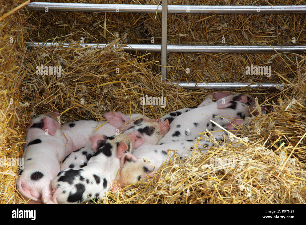 Gloucester Old spot piglets Stock Photo