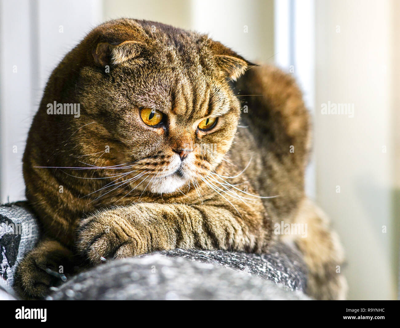 beautiful brown stripped scottish fold cat against a blurred background