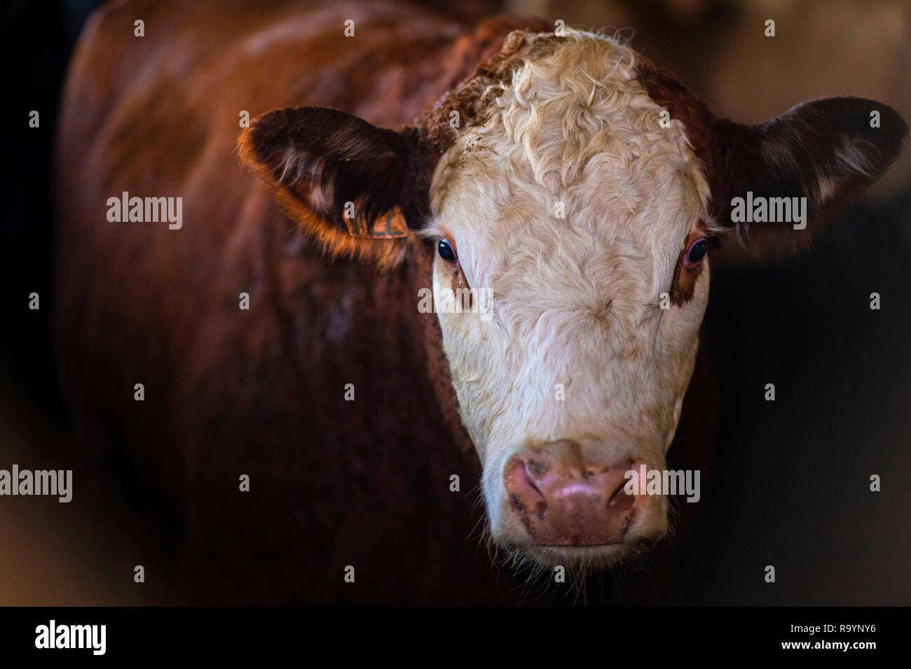 Cattle Feedlot America Stock Photos Cattle Feedlot America Stock