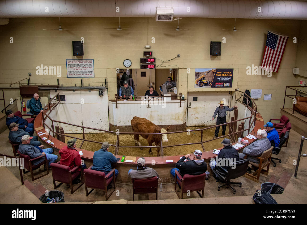 Cattle Auction Usa Stock Photos Cattle Auction Usa Stock Images