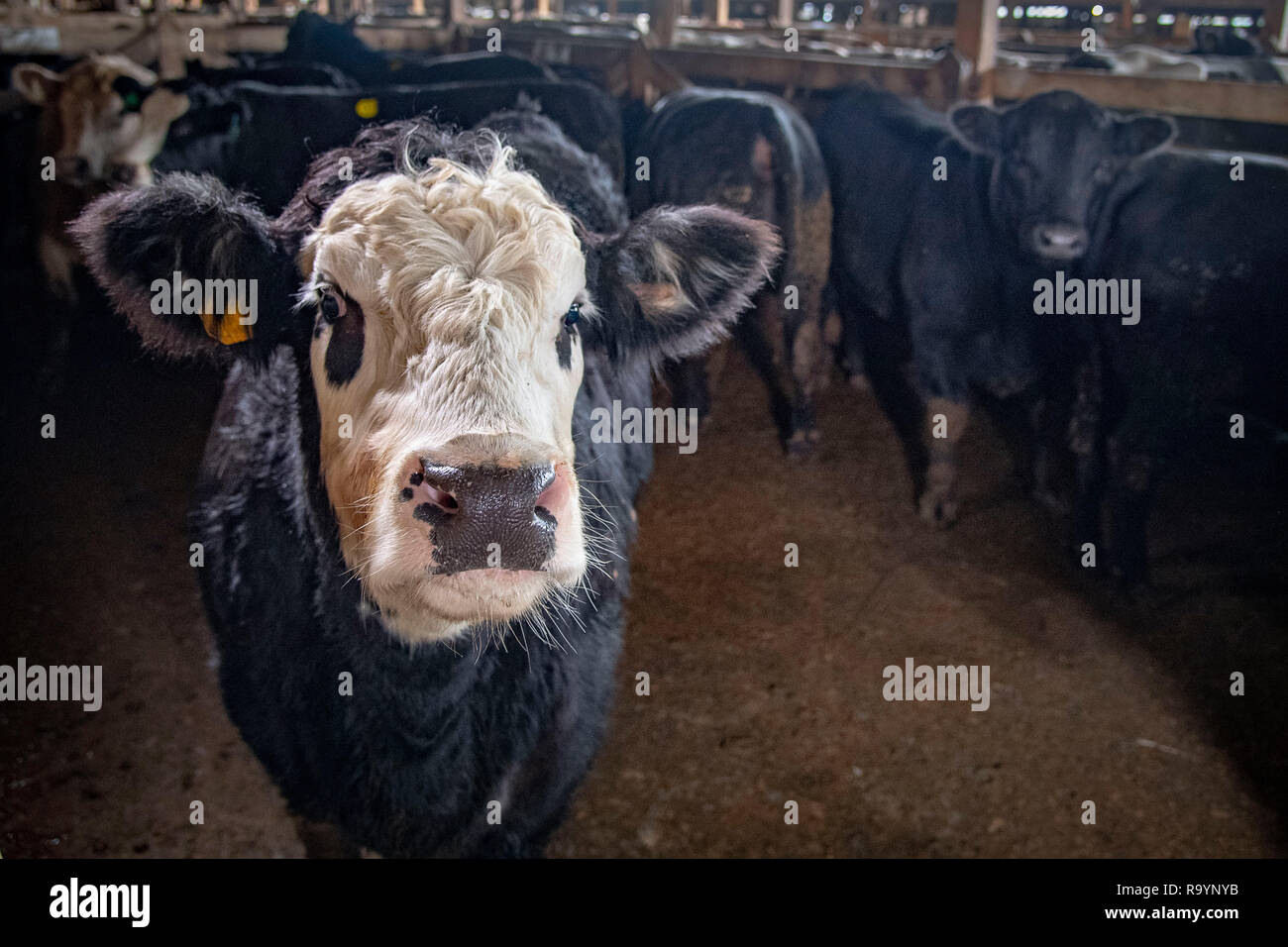 Hereford cattle auction hires stock photography and images Alamy