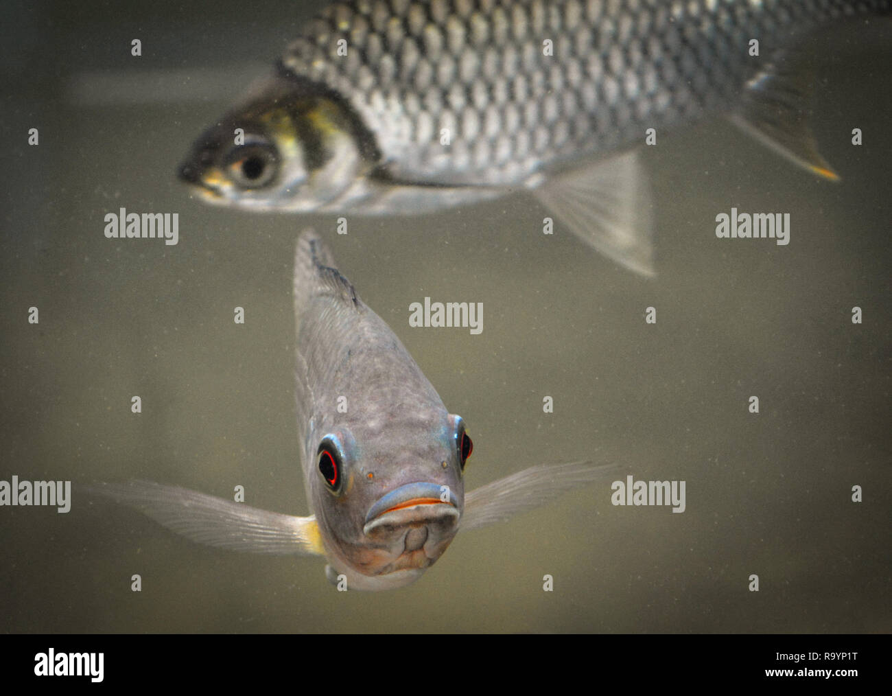 Tilapia fish and Java barb swimming in a pond / Silver Barb Stock Photo