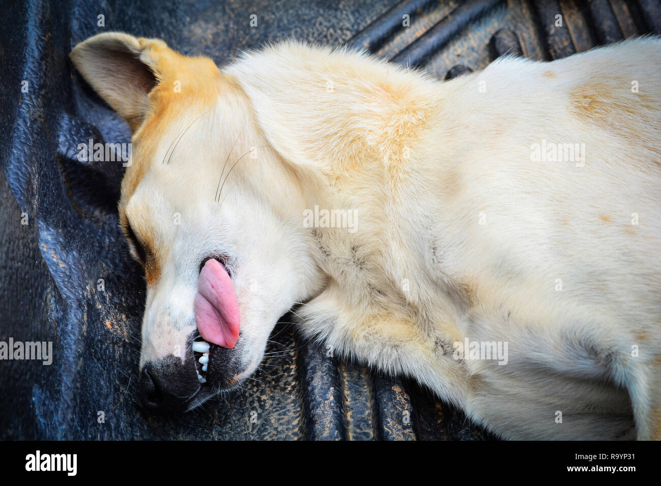 Sick animal tongue out dog sick with lying on floor going to animal
