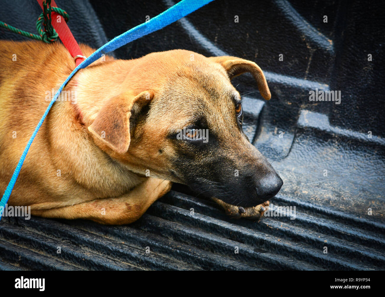 Sick animal Dog sick with dog collar lying on floor going to animal