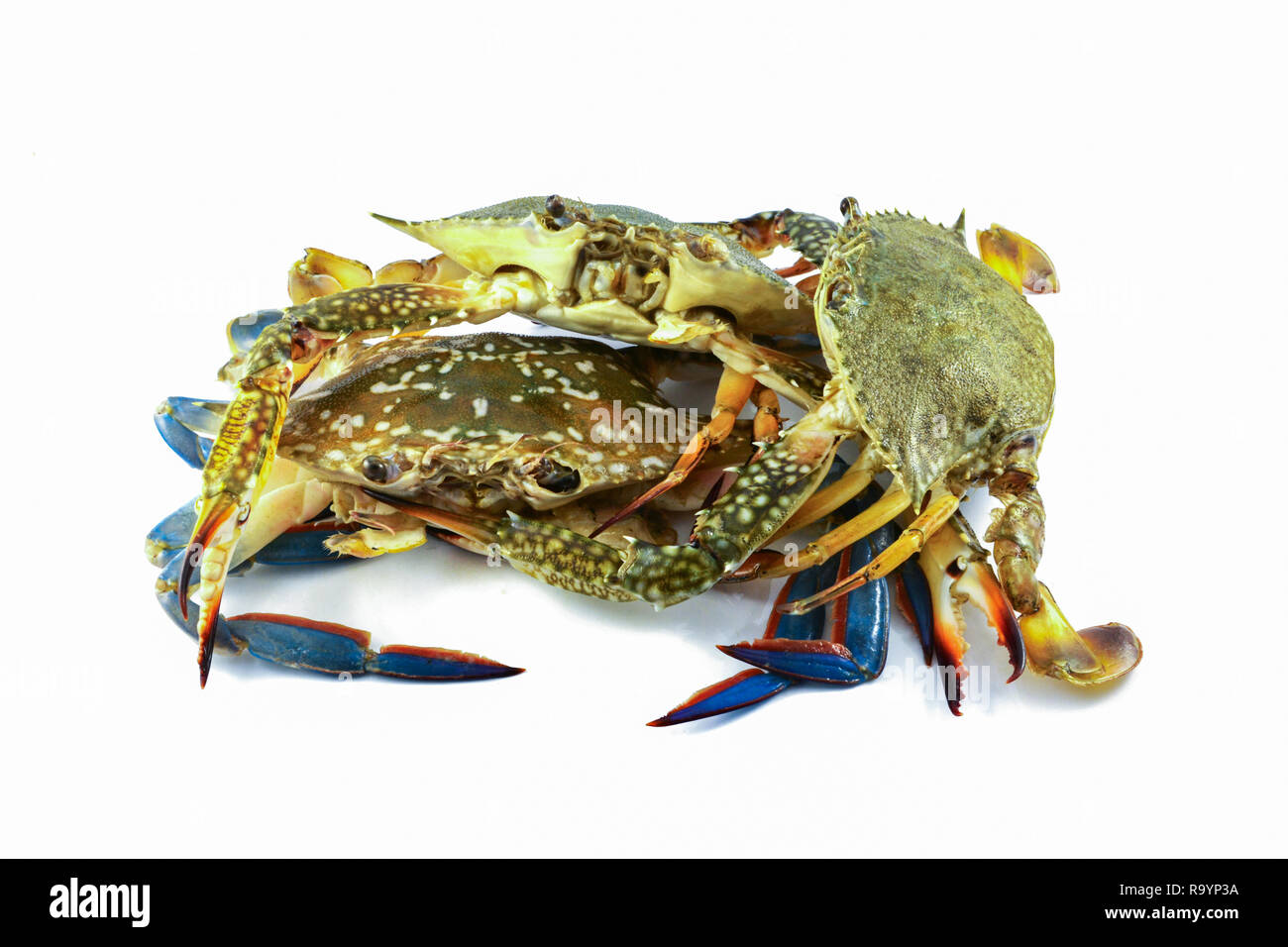 raw crab meat seafood fresh crab ready for cook seafood isolated on