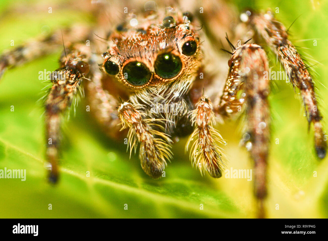 Jumping spider beautiful / Close up of jumping spider colorful on nature green leaf plant background / Little jumping spider on leaf extreme macro - M Stock Photo Alamy