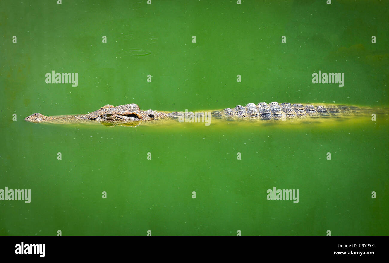 Crocodile floating in water river and waiting for the prey / Large freshwater crocodile in farm Stock Photo