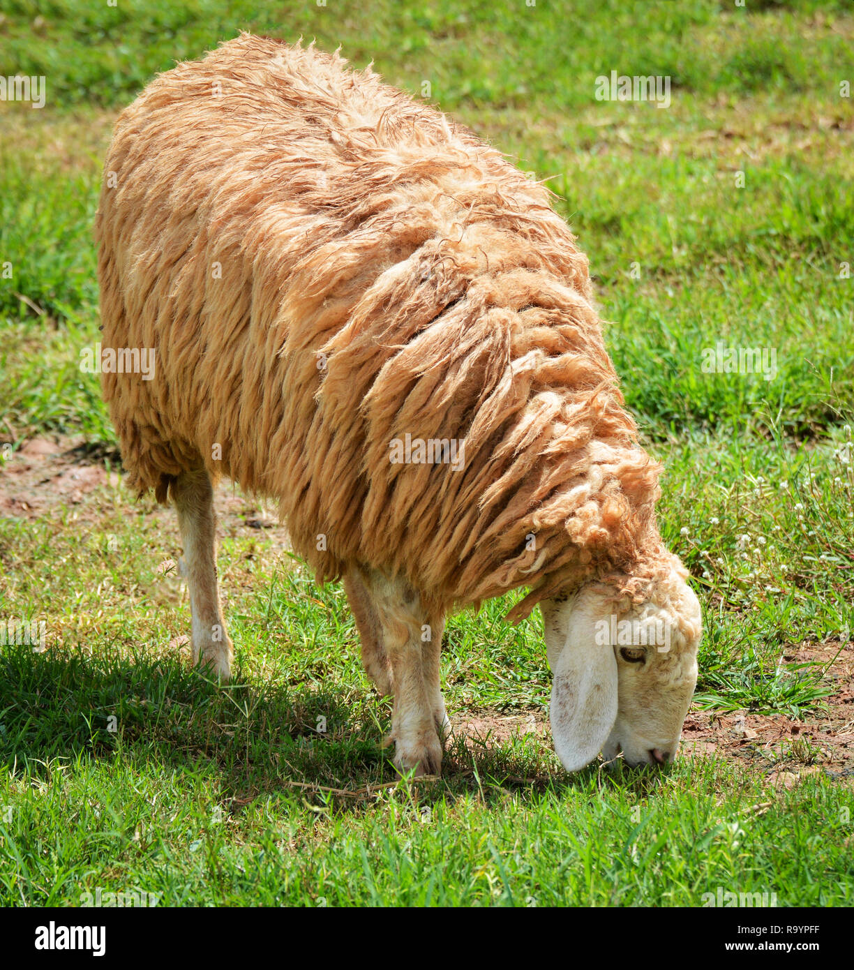 Sheep eating in a pasture of green grass / Long Wool sheep in farm ...