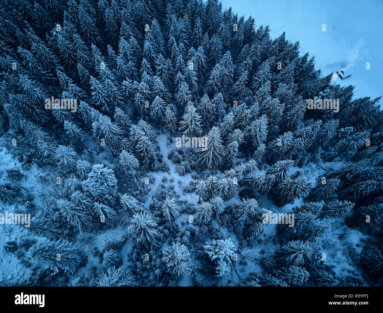 Aerial view from above of winter forest covered with snow. Pine tree ...